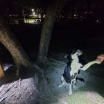 A helpless mother dog was tied to a tree and bravely held on until help arrived