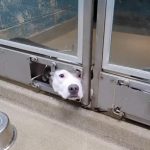 This lonely dog was unhappy because she had to watch all her friends get adopted