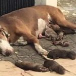 An exhausted mother dog was discovered lying helplessly next to her newborn puppies.