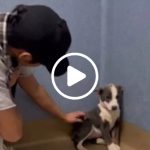 A stray dog who was unable to even look her rescuers in the eyes learns what it is to be loved.